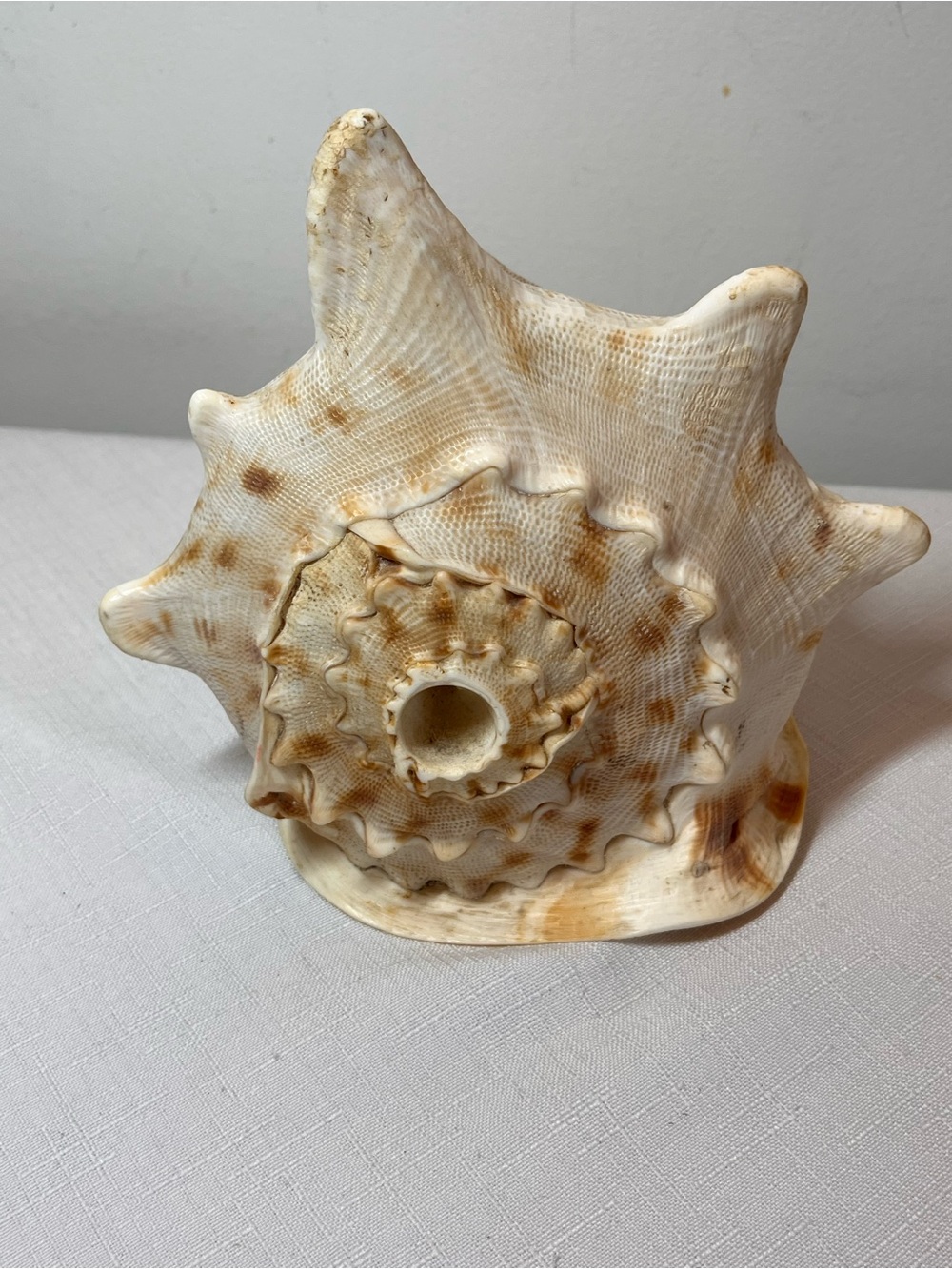 Natural Seashell Accent Sculpture in Cream and Tan. Large. Beautiful